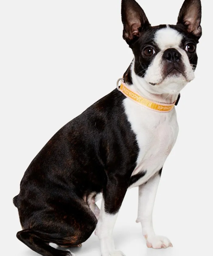 Accessories Ilse Jacobsen Vov and Vuf Dog Collar Extra Small 8211 Sunbeam Coral Blush Accessories Ilse Jacobsen Vov and Vuf Dog Collar Extra Small 8211 Sunbeam Coral Blush